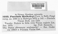 Puccinia berkeleyi image